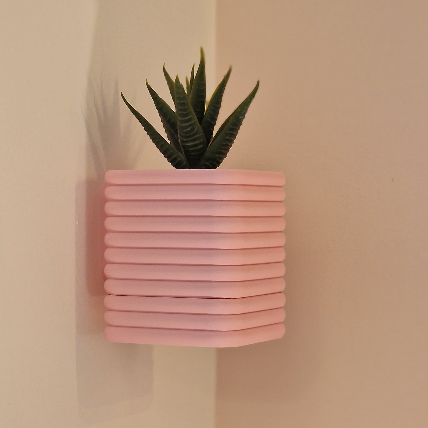 The Square Wall Poppy